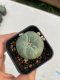 Lophophora williamsii 3-4 cm 4-5 years old - ownroot grow from seed