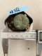 Lophophora williamsii 3-4 cm 4-5 years old - ownroot grow from seed