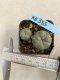 Lophophora williamsii 3-4 cm 4-5 years old - ownroot grow from seed