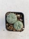 Lophophora williamsii 3-4 cm 4-5 years old - ownroot grow from seed