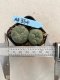 Lophophora williamsii 3-4 cm 4-5 years old - ownroot grow from seed