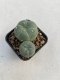 Lophophora williamsii 3-4 cm 4-5 years old - ownroot grow from seed