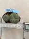 Lophophora williamsii 3-4 cm 4-5 years old - ownroot grow from seed