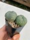 Lophophora williamsii 3-4 cm 4-5 years old - ownroot grow from seed