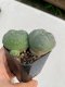Lophophora williamsii 3-4 cm 4-5 years old - ownroot grow from seed