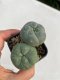 Lophophora williamsii 3-4 cm 4-5 years old - ownroot grow from seed