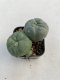 Lophophora williamsii 3-4 cm 4-5 years old - ownroot grow from seed