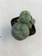 Lophophora williamsii 3-4 cm 4-5 years old - ownroot grow from seed