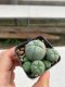 Lophophora williamsii 3-4 cm 4-5 years old - ownroot grow from seed