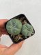 Lophophora williamsii 3-4 cm 4-5 years old - ownroot grow from seed