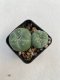 Lophophora williamsii 3-4 cm 4-5 years old - ownroot grow from seed