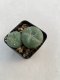 Lophophora williamsii 3-4 cm 4-5 years old - ownroot grow from seed
