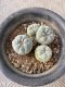 Lophophora fricii Takenaka super white size 2.5-4.5 cm JAPAN import 8 years old - can give flower and seed including PHYTOSANITARY CERTIFICATES AND CITES DOCUMENT