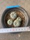 Lophophora fricii Takenaka super white size 2.5-4.5 cm JAPAN import 8 years old - can give flower and seed including PHYTOSANITARY CERTIFICATES AND CITES DOCUMENT