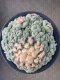 Lophophora fricii super white size 2.5-4.5 cm JAPAN import 8 years old - can give flower and seed including PHYTOSANITARY CERTIFICATES AND CITES DOCUMENT