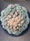 Lophophora fricii super white size 2.5-4.5 cm JAPAN import 8 years old - can give flower and seed including PHYTOSANITARY CERTIFICATES AND CITES DOCUMENT
