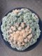 Lophophora fricii super white size 2.5-4.5 cm JAPAN import 8 years old - can give flower and seed including PHYTOSANITARY CERTIFICATES AND CITES DOCUMENT