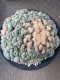 Lophophora fricii super white size 2.5-4.5 cm JAPAN import 8 years old - can give flower and seed including PHYTOSANITARY CERTIFICATES AND CITES DOCUMENT