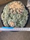 Lophophora fricii super white size 2.5-4.5 cm JAPAN import 8 years old - can give flower and seed including PHYTOSANITARY CERTIFICATES AND CITES DOCUMENT