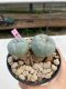 Lophophora williamsii 4-5 cm 8 years old grow from seed ownroot flower seedling