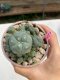 Lophophora Williamsii 4-5 cm 8 years old grow from seed ownroot flower seedling