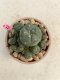 Lophophora Williamsii 4-5 cm 8 years old grow from seed ownroot flower seedling