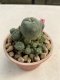 Lophophora Williamsii 4-5 cm 8 years old grow from seed ownroot flower seedling