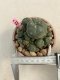 Lophophora Williamsii 4-5 cm 8 years old grow from seed ownroot flower seedling