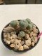 Lophophora Williamsii 4-5 cm 8 years old grow from seed ownroot flower seedling