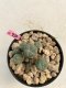 Lophophora Williamsii 4-5 cm 8 years old grow from seed ownroot flower seedling