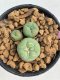 Lophophora diffusa 4-5 cm 8 years old grow from seed ownroot flower seedling