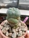 Lophophora Williamsii 4-5 cm 8 years old grow from seed ownroot flower seedling