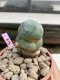 Lophophora Williamsii 4-5 cm 8 years old grow from seed ownroot flower seedling