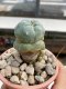 Lophophora Williamsii 4-5 cm 8 years old grow from seed ownroot flower seedling