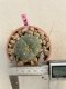 Lophophora Williamsii 4-5 cm 8 years old grow from seed ownroot flower seedling