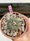 Lophophora Williamsii 4-5 cm 8 years old grow from seed ownroot flower seedling