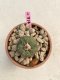 Lophophora Williamsii 4-5 cm 8 years old grow from seed ownroot flower seedling