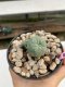 Lophophora Williamsii 4-5 cm 8 years old grow from seed ownroot flower seedling
