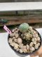 Lophophora Williamsii 4-5 cm 8 years old grow from seed ownroot flower seedling