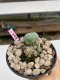 Lophophora Williamsii 4-5 cm 8 years old grow from seed ownroot flower seedling