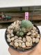 Lophophora Williamsii 4-5 cm 8 years old grow from seed ownroot flower seedling