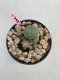 Lophophora Williamsii 4-5 cm 8 years old grow from seed ownroot flower seedling