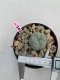 Lophophora Williamsii 4-5 cm 8 years old grow from seed ownroot flower seedling