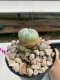 Lophophora Williamsii 4-5 cm 8 years old grow from seed ownroot flower seedling