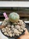 Lophophora Williamsii 4-5 cm 8 years old grow from seed ownroot flower seedling