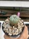 Lophophora Williamsii 4-5 cm 8 years old grow from seed ownroot flower seedling