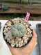 Lophophora Williamsii 4-5 cm 8 years old grow from seed ownroot flower seedling