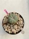 Lophophora Williamsii 4-5 cm 8 years old grow from seed ownroot flower seedling