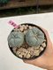 Lophophora williamsii 4-5 cm 8 years old grow from seed ownroot flower seedling