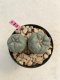 Lophophora williamsii 5 cm 8 years old grow from seed ownroot from Japan